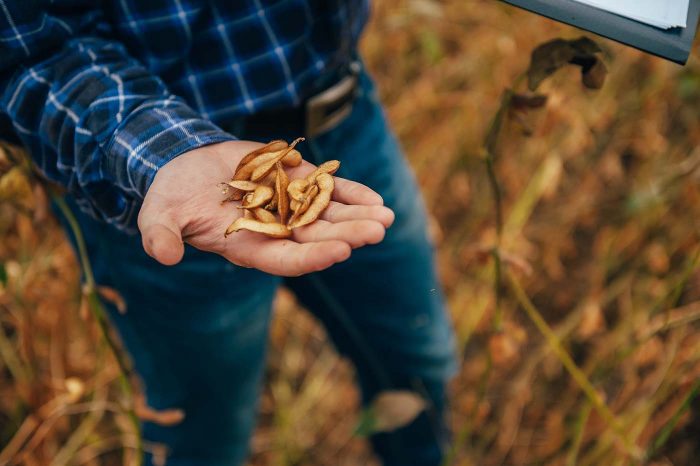 Qualidade E Tratamento De Sementes De Soja Agro Insight