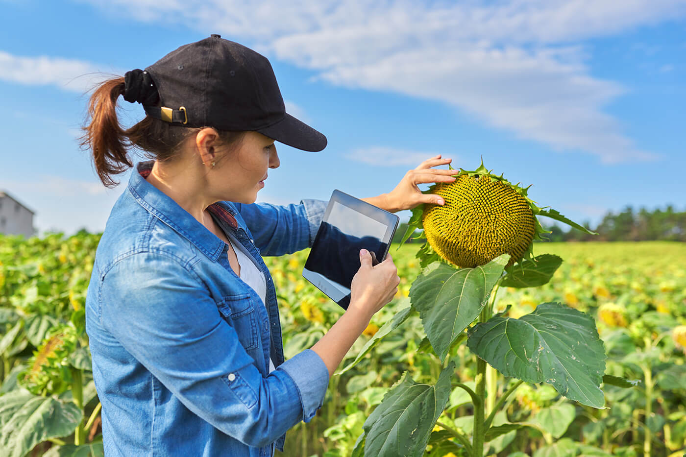 Tend Ncias Para O Mercado De Trabalho No Agro Agro Insight