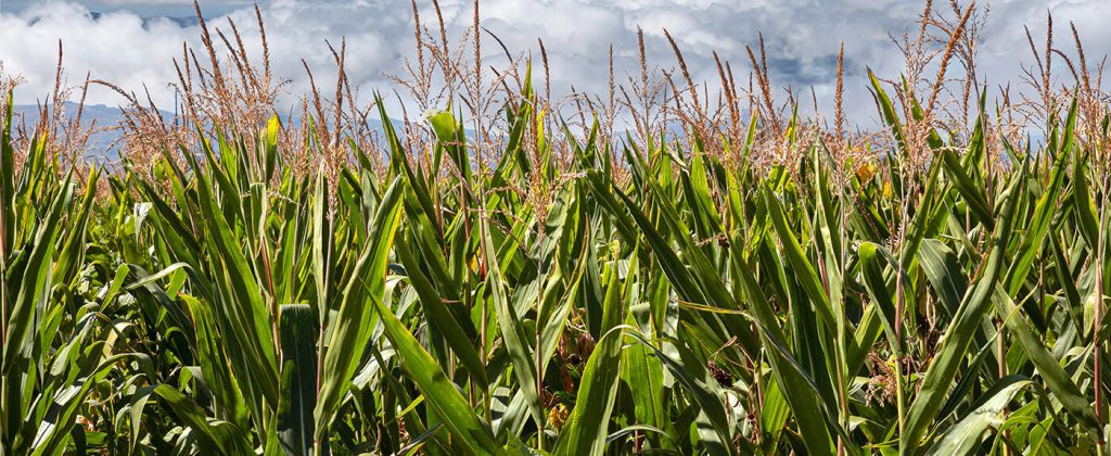 Governo argentino proíbe exportação de milho até março
