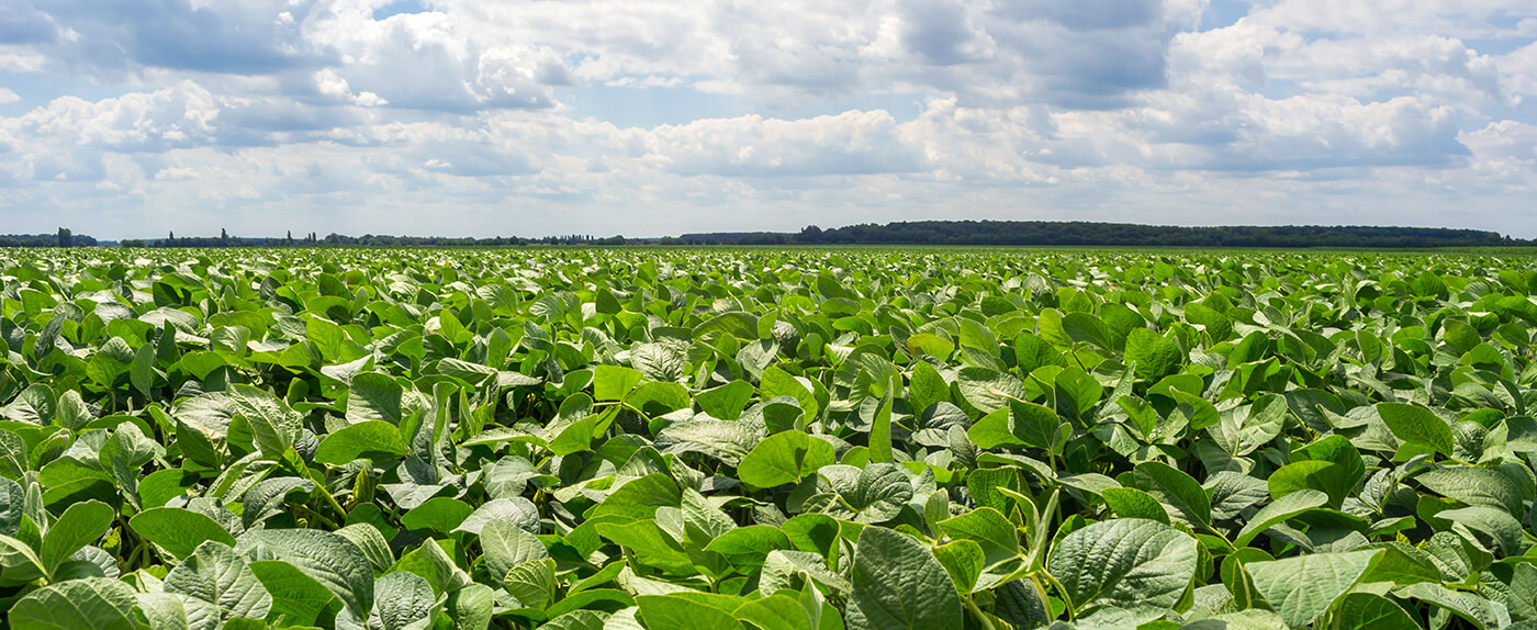 De acordo com a USDA safra mundial de soja deve crescer 7,6%