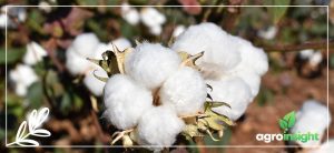 controle biológico de pragas no algodão
