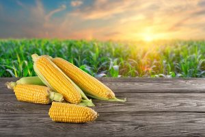 Fatores que podem alavancar o preço do milho em 2021