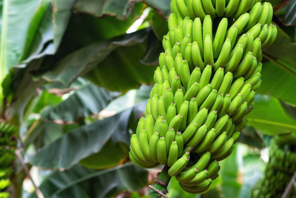 Nutrição e fertirrigação da bananeira