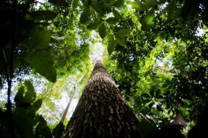 O que diz a Lei sobre Gestão de Florestas Públicas