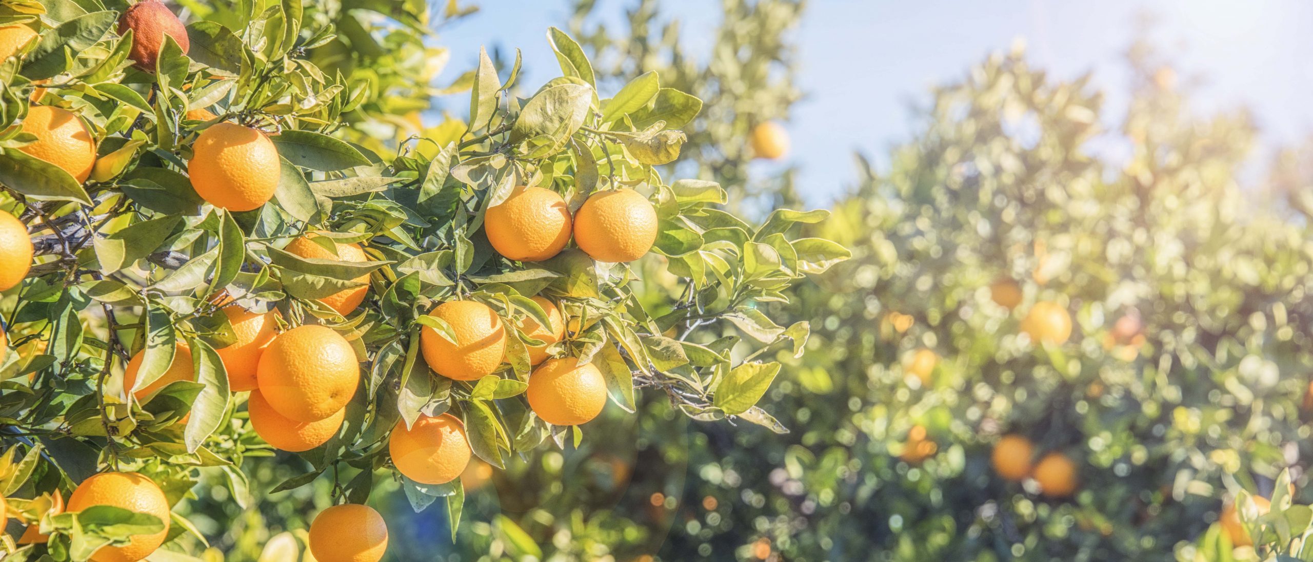 Catadores de laranja recebem benefício durante entressafra em