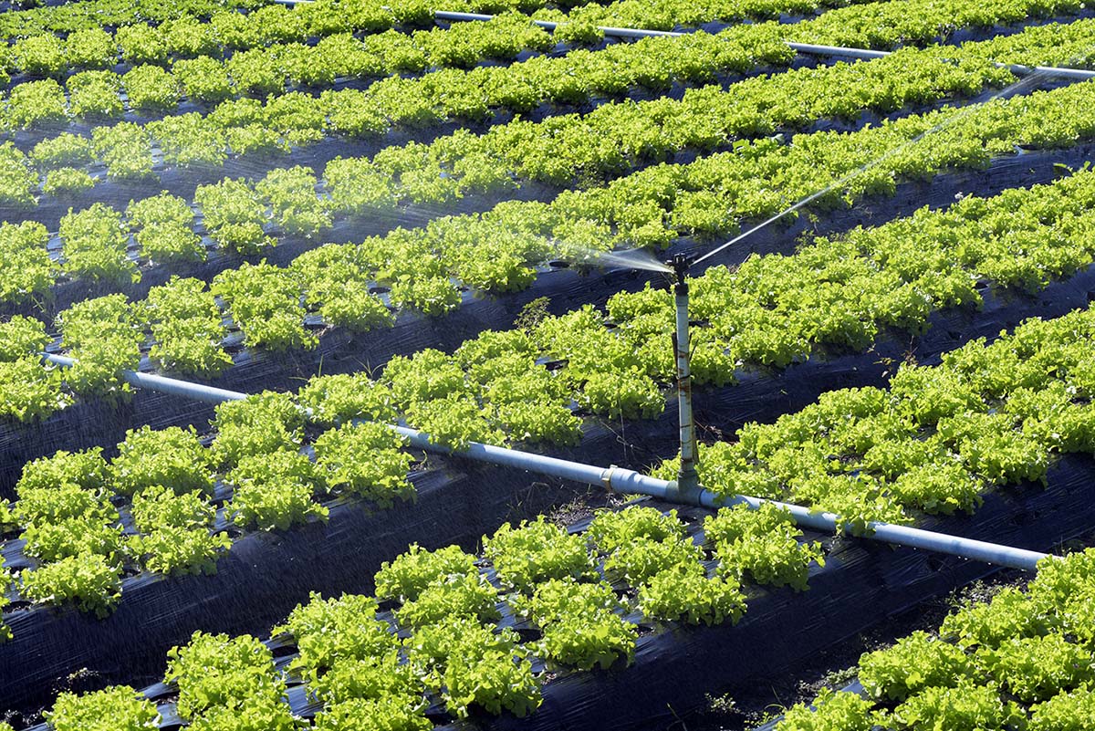 uso água agricultura alface