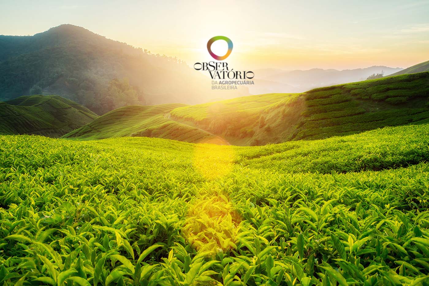 Conheça o Observatório da Agricultura Brasileira!