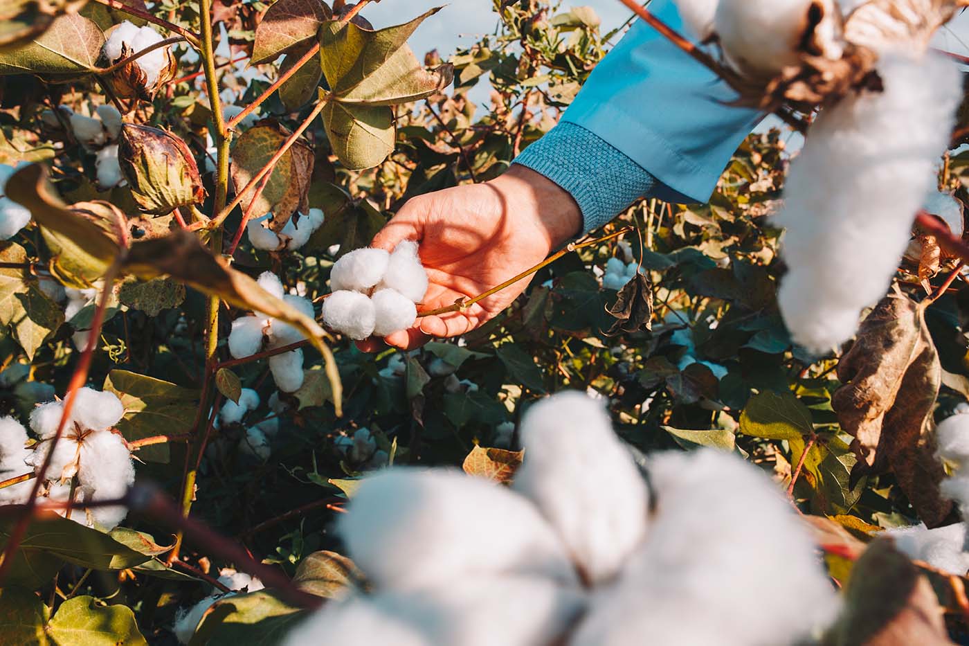 Debate sobre a produção de algodão orgânico no Brasil