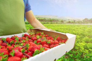 Moscas das frutas: Ameaça à fruticultura nacional