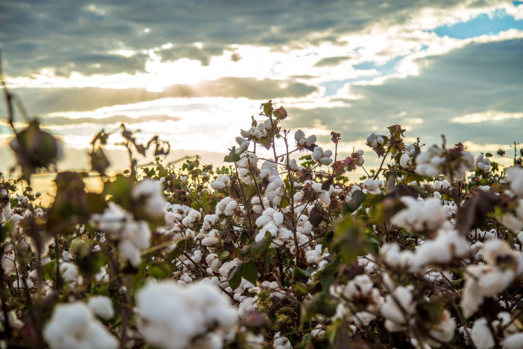 Colheita do algodão avança no país