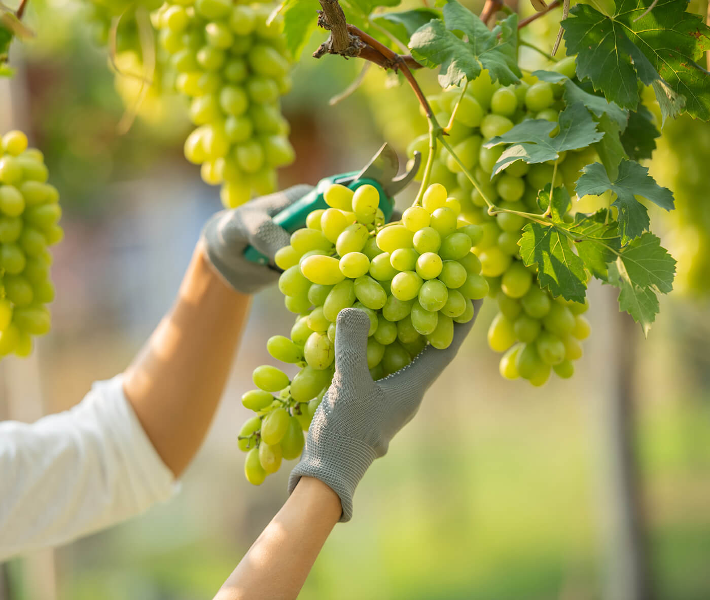 Panorama da produção de uvas de mesa no Submédio São Francisco - Agro  Insight