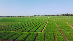 Brasil tem 235 fazendas produtoras de soja certificada