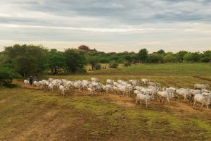 Questões sobre a carne cadeia da carne bovina brasileira