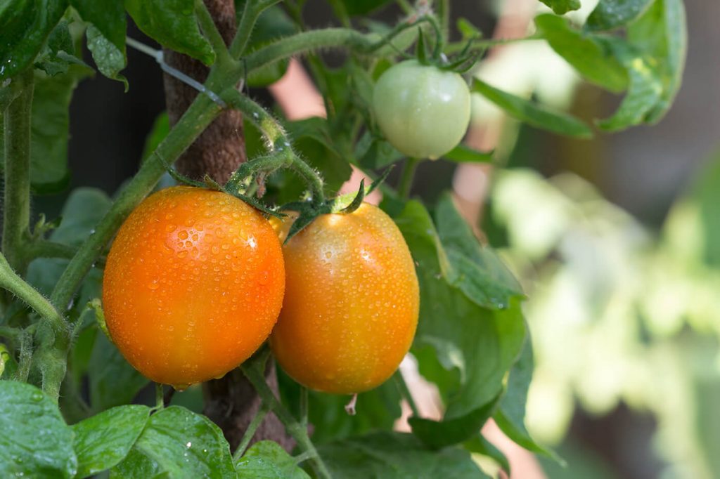 tomate hortaliça licopeno