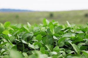 Manejo de pragas iniciais na soja: estabelecendo o equilíbrio biológico no agroecossistema