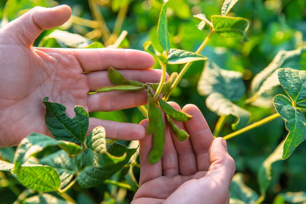 Entenda como as cultivares de soja da Embrapa podem ter um ótimo custo-benefício