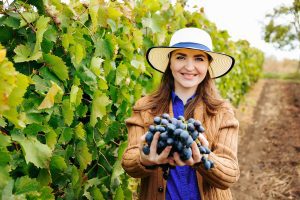 viticultura uva