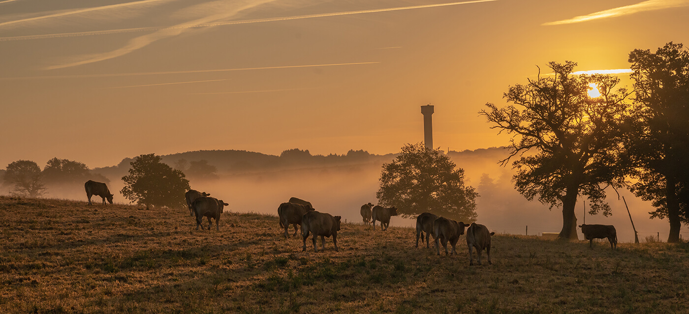 Manejo da fertilidade do solo gera lucro e sustentabilidade às pastagens