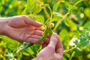Novas cultivares de soja da Embrapa para o Centro-Norte do Brasil estão disponíveis