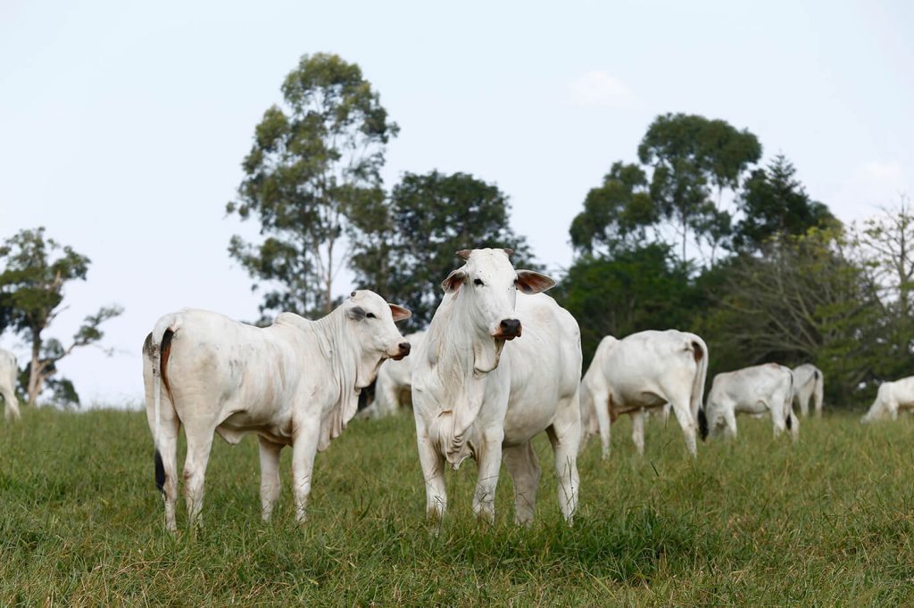 Sistema ILP melhora a produção de gado