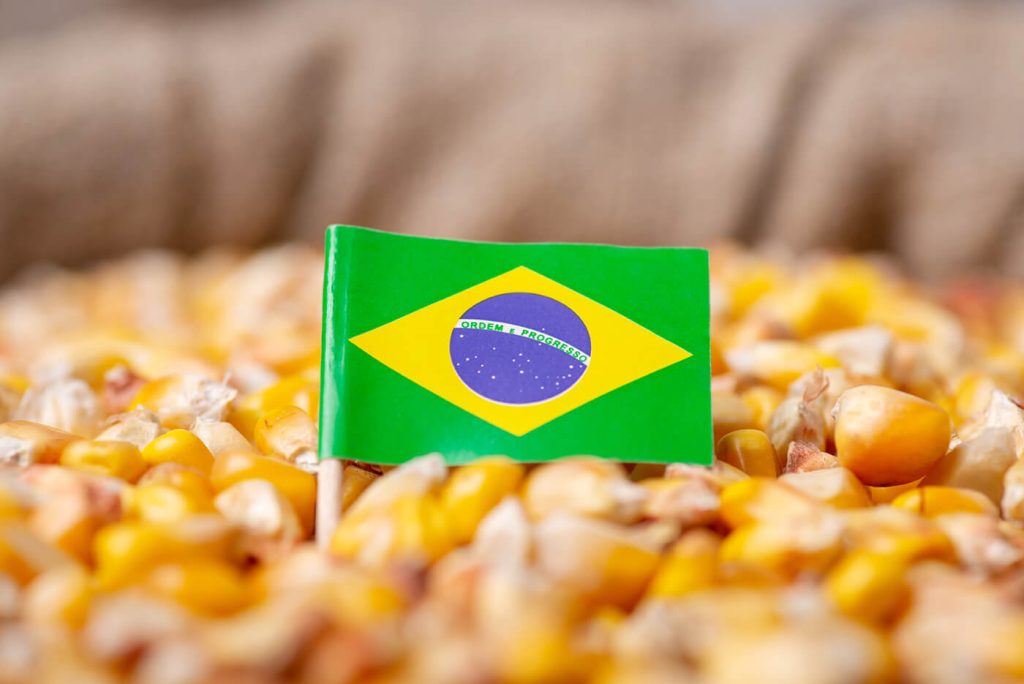 Brasil amplia as exportações de milho