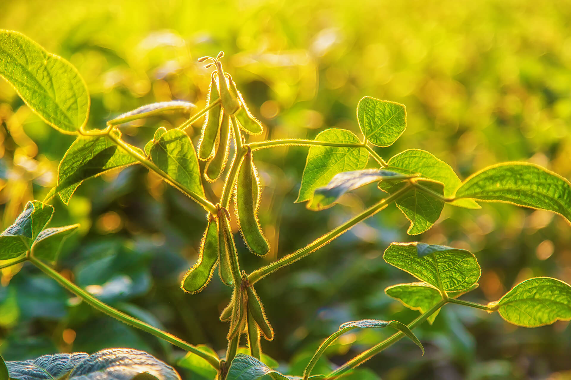 Os pilares da produção sustentável de soja - Agro Insight